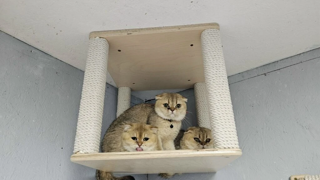 30 КОТИКОВ ИЗ ПИТОМНИКА-КОНЦЛАГЕРЯ ПОДКИНУЛИ ПРОБЛЕМ КОСТРОМСКИМ ВОЛОНТЕРАМ