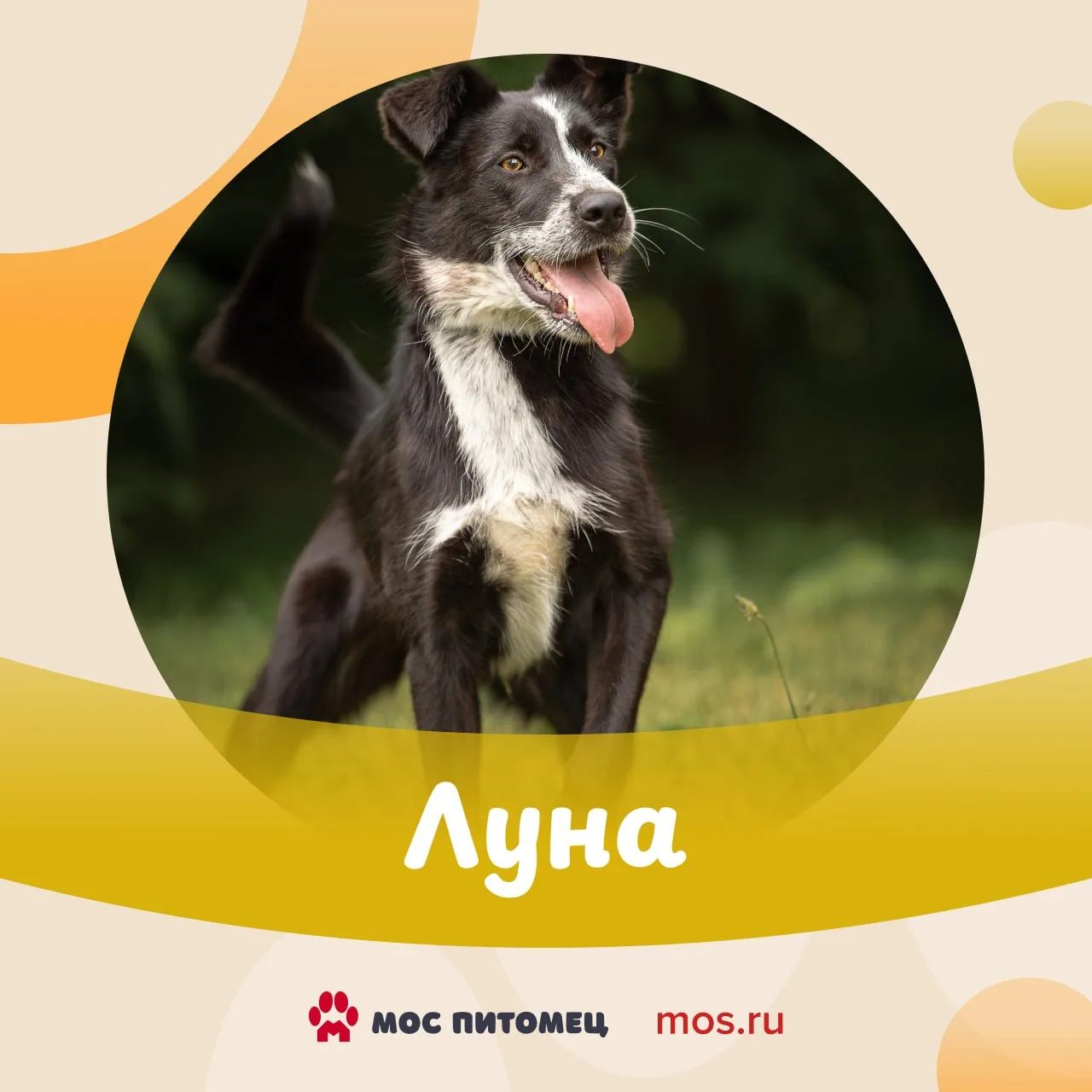 🐕 Молодые, энергичные и всегда с улыбкой. Это про новых героев рубрики #ПушистыйПонеде...