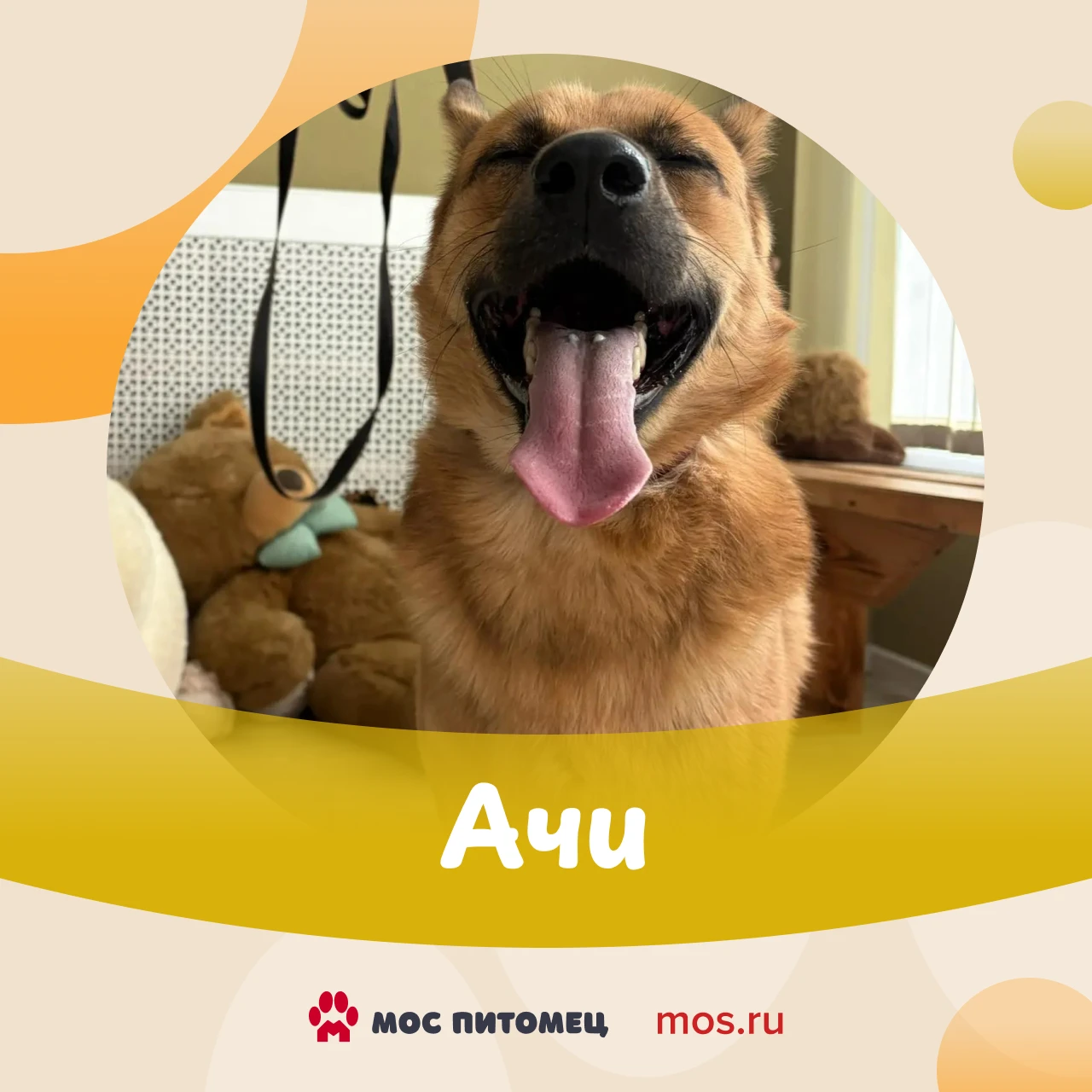 🐕 Молодые, энергичные и всегда с улыбкой. Это про новых героев рубрики #ПушистыйПонеде...