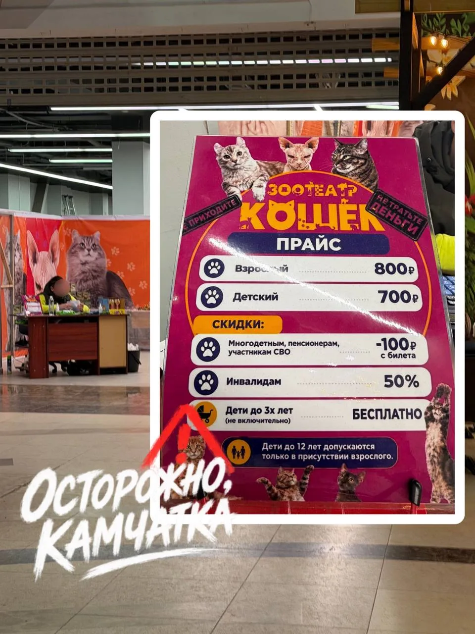 ⚠️ Посмотреть на кошек за 800 рублей, вы серьёзно?