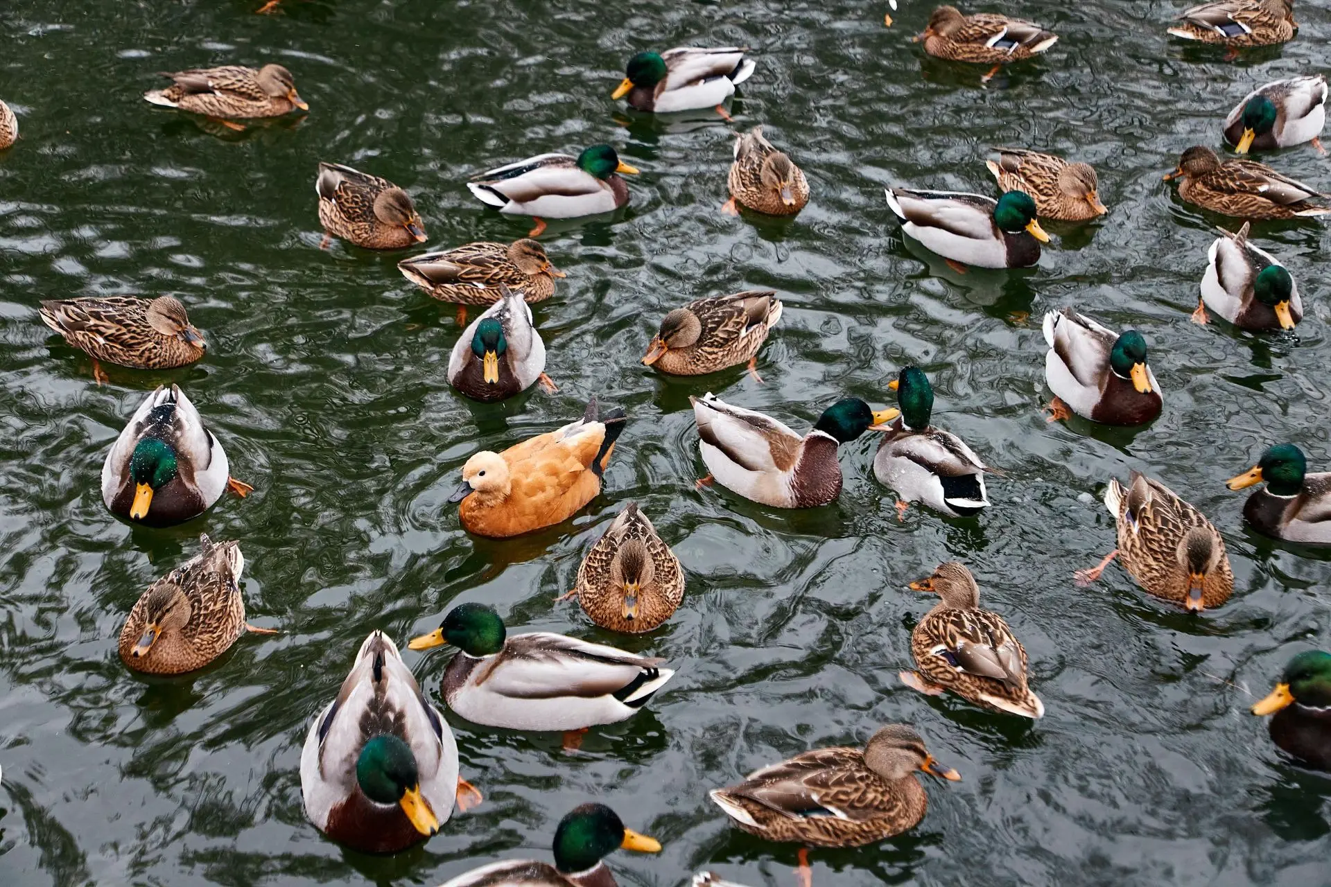 🦆 Утиные истории: удивительные факты о пернатых обитателях наших парков