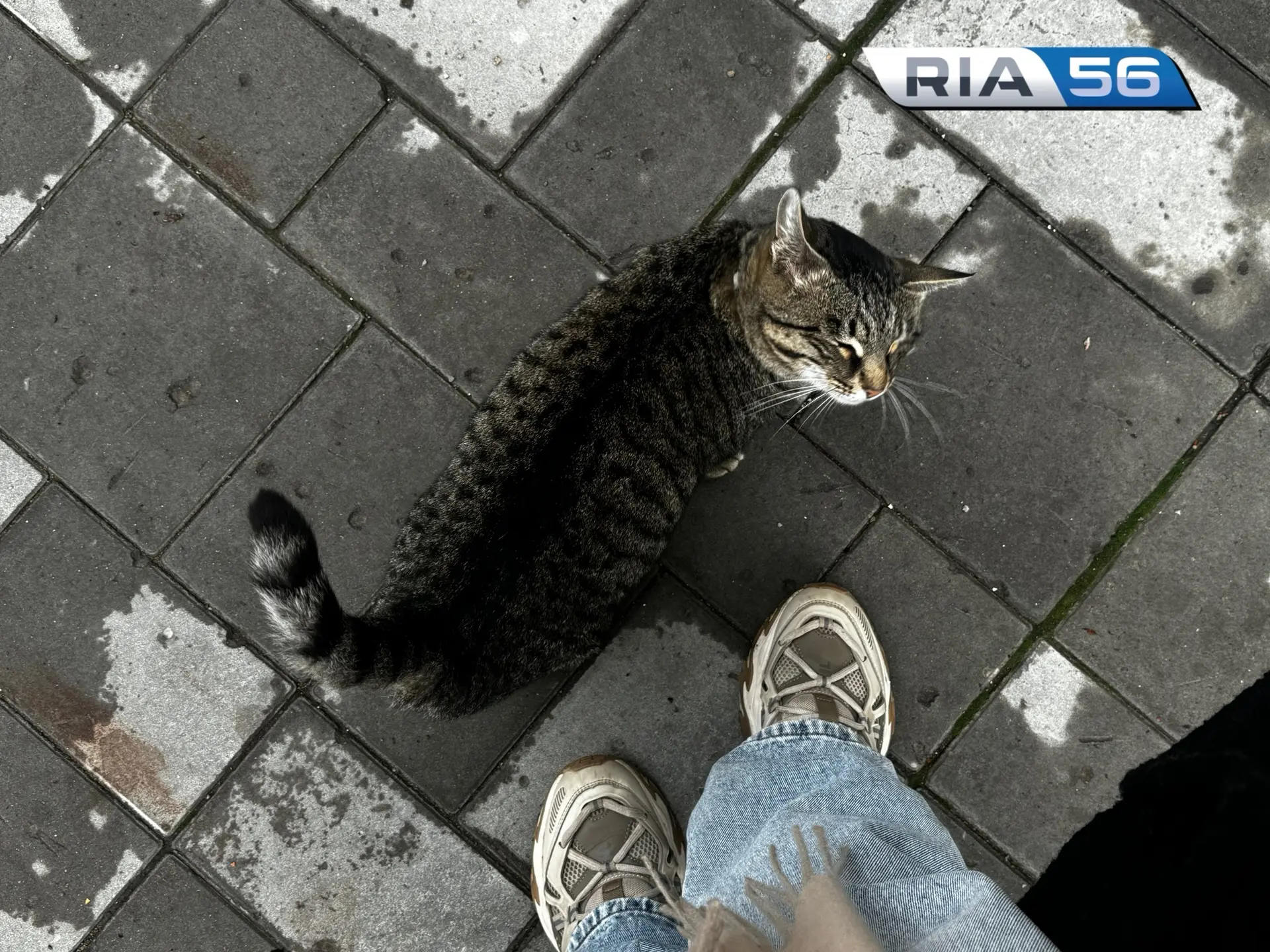 🐈 Разношерстный Оренбург сегодня