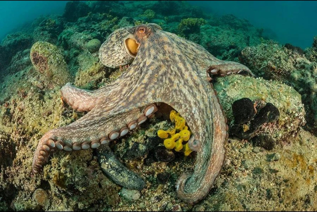 🐙 А ты знал?
