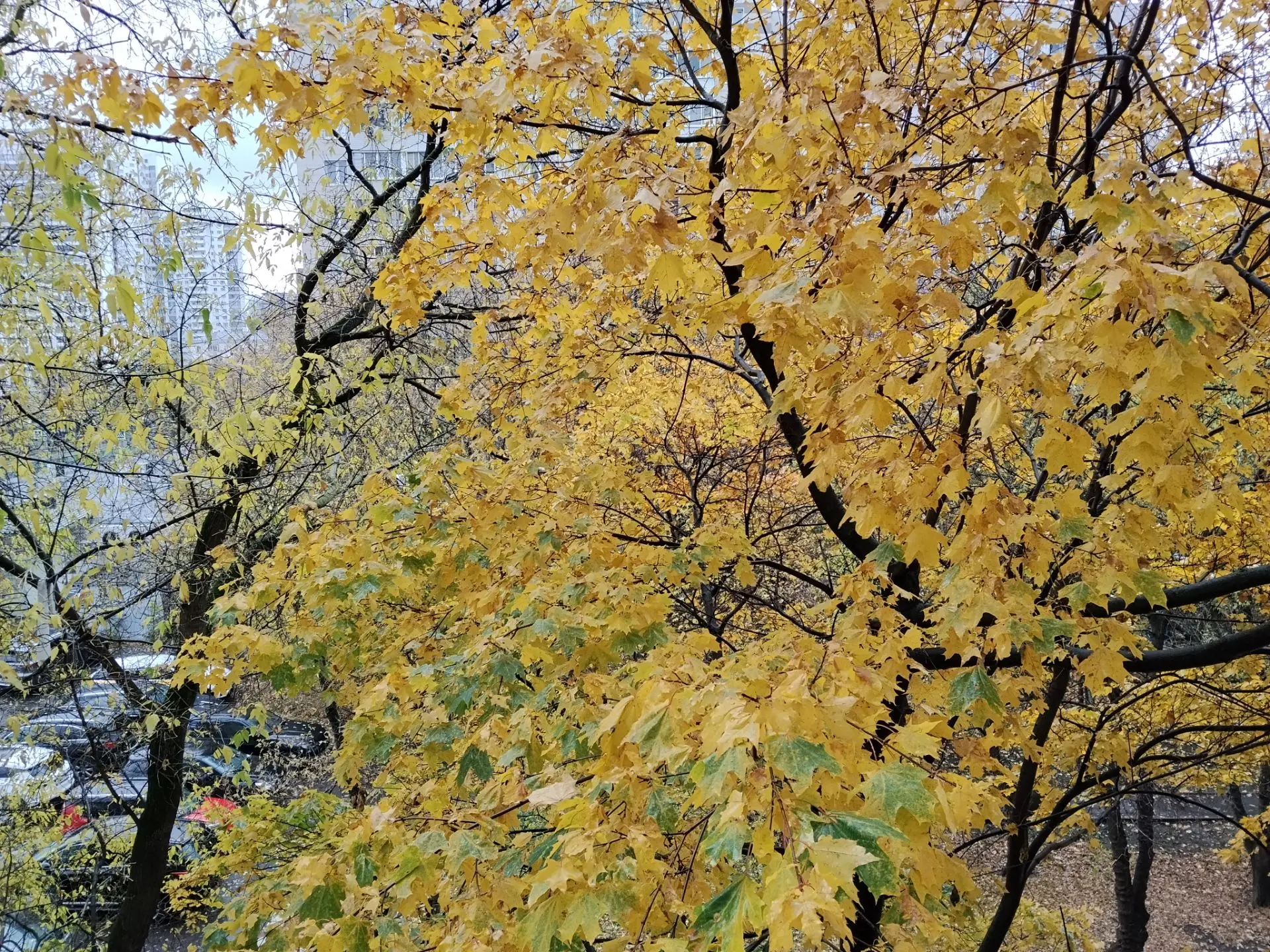 Вот такая осень за окном.