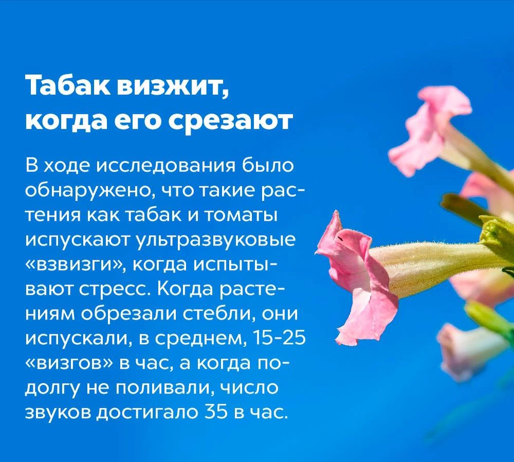 ВЕГАНЫ! ЖИВИТЕ ТЕПЕРЬ С ЭТИМ!