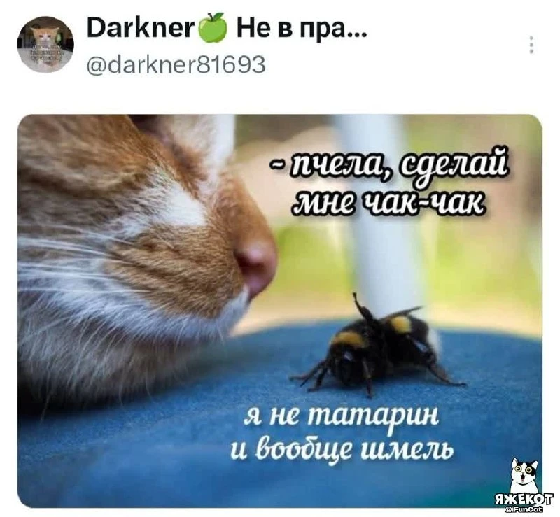 Шамиль, не прикидывайся пчелой