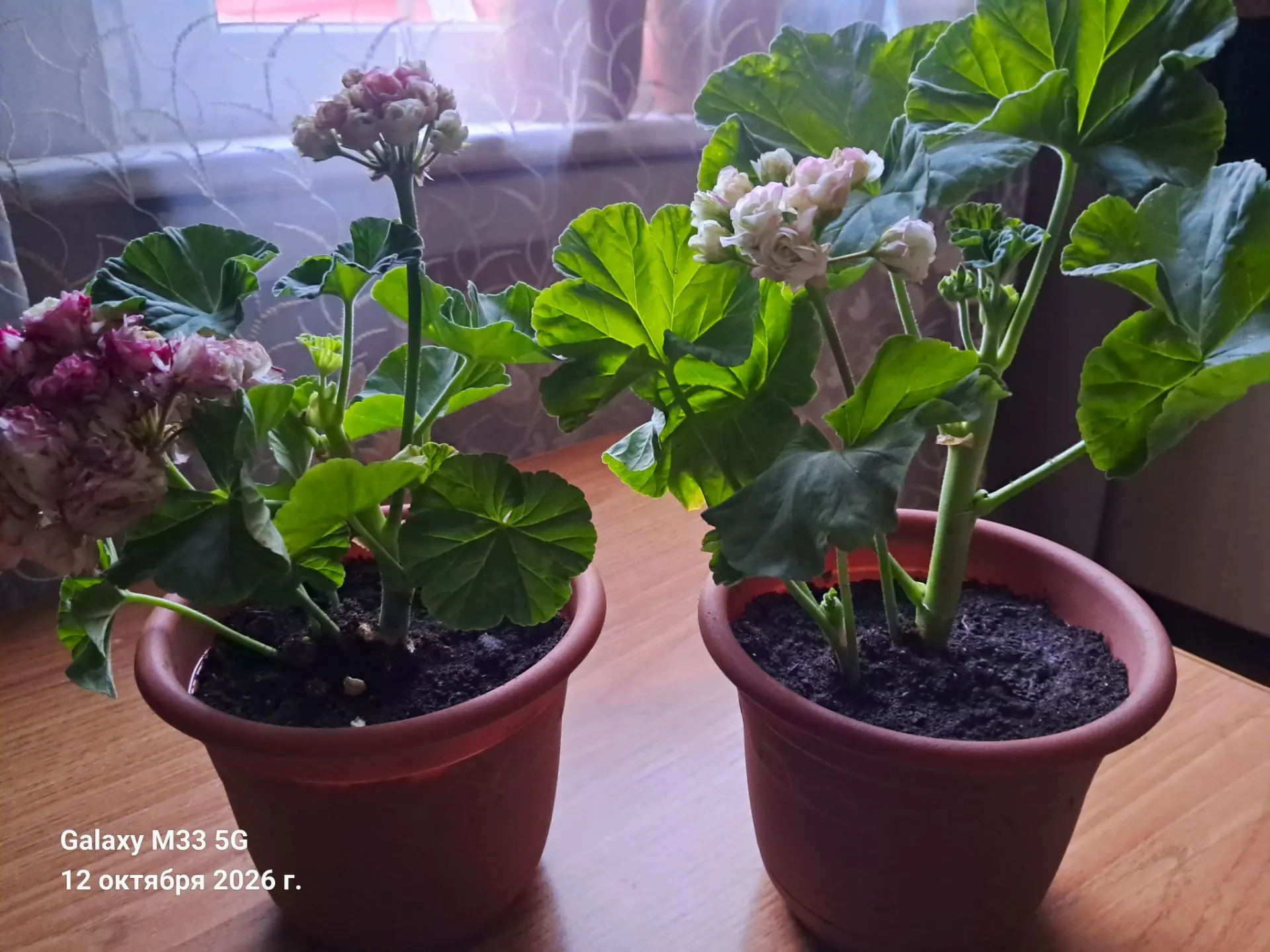 Продам комнатные цветы 🥀 (герань) защита вашего дома от негатива. 250р за 1шт(горшки н...