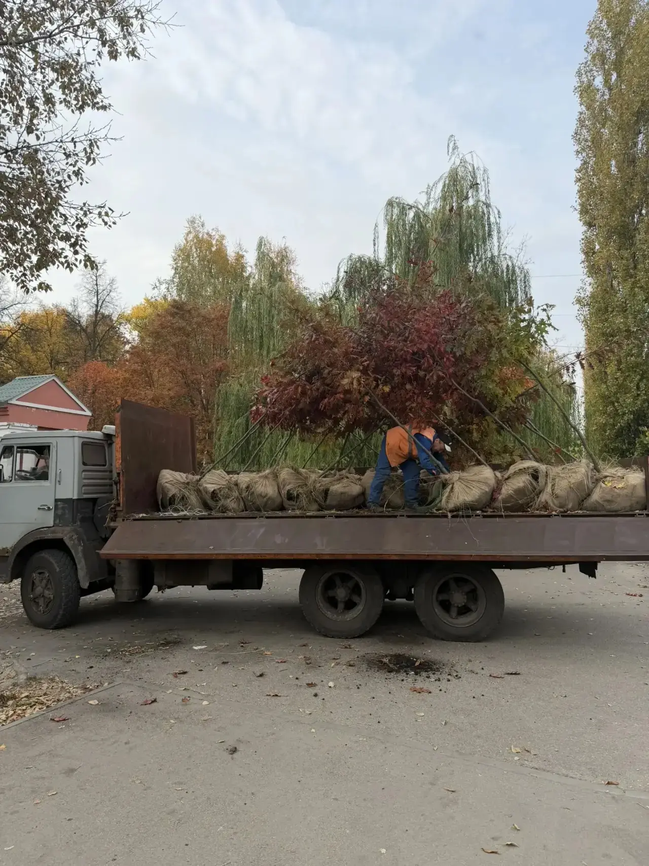 Этой осенью озеленение Липецка идет полным ходом 🌳✨