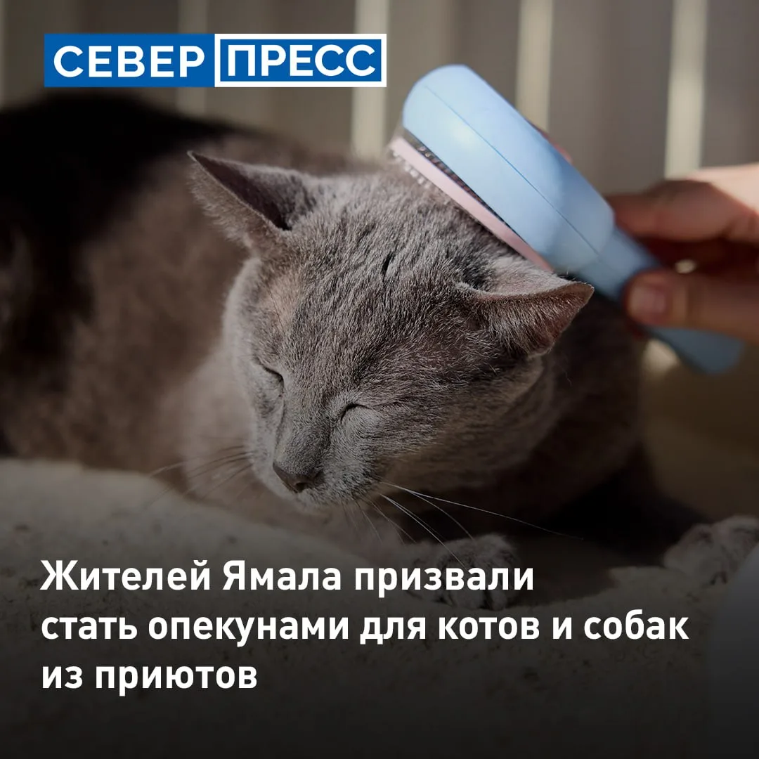 В Ноябрьске семья депутата Максима Солодова взяла под опеку кота из приюта. В соцсетях ...