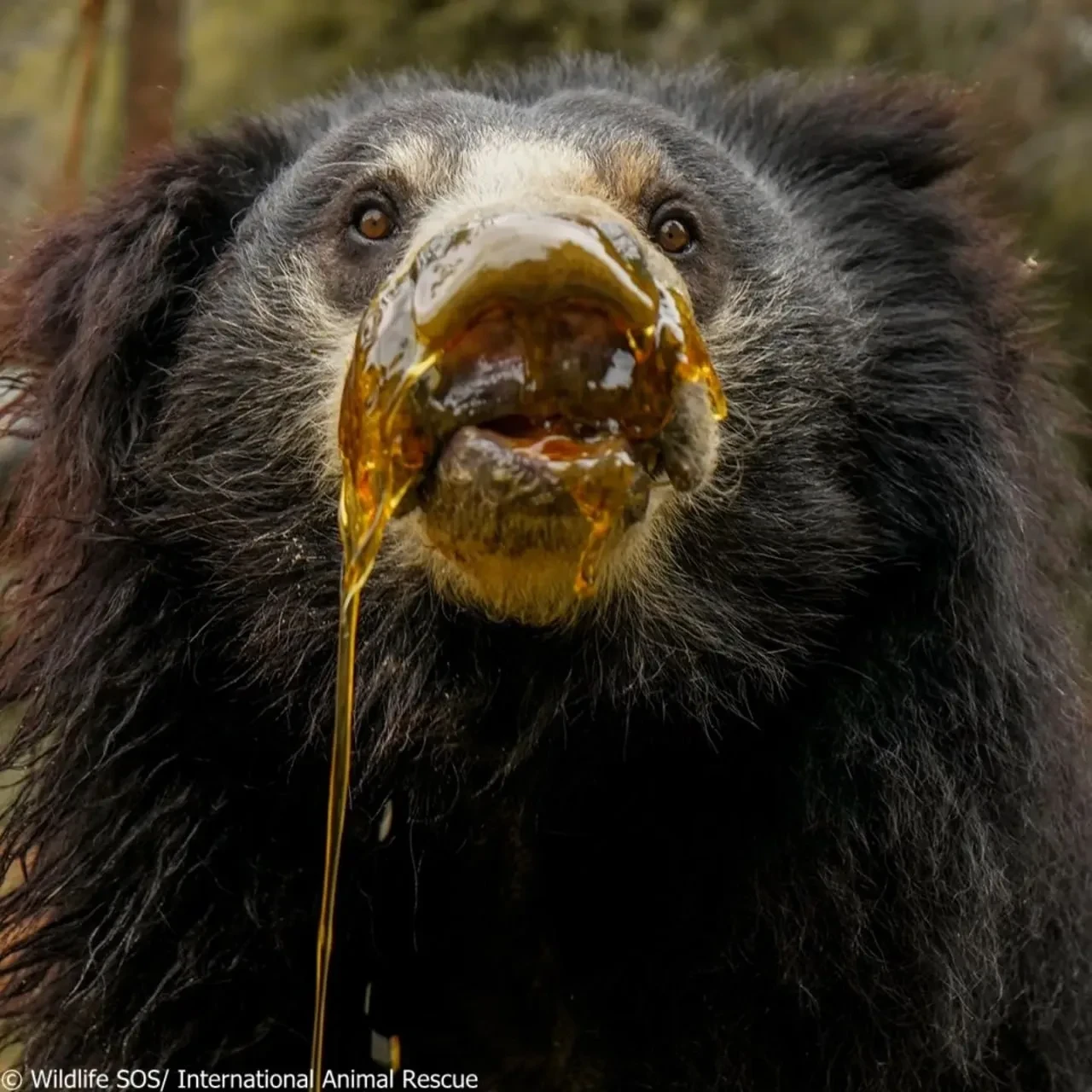 Вкусно было! 🍯🐻