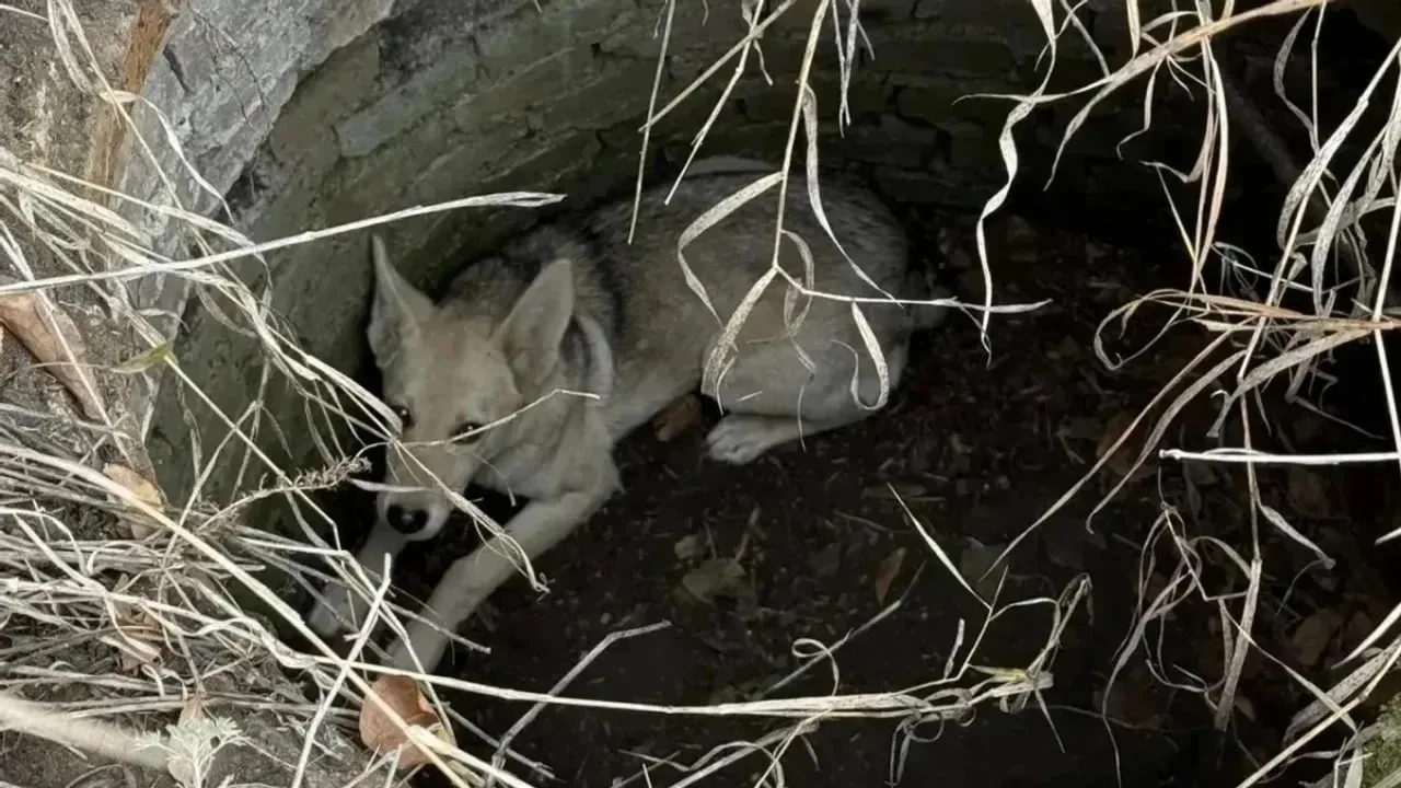 🐕 Песель спасён из колодца.