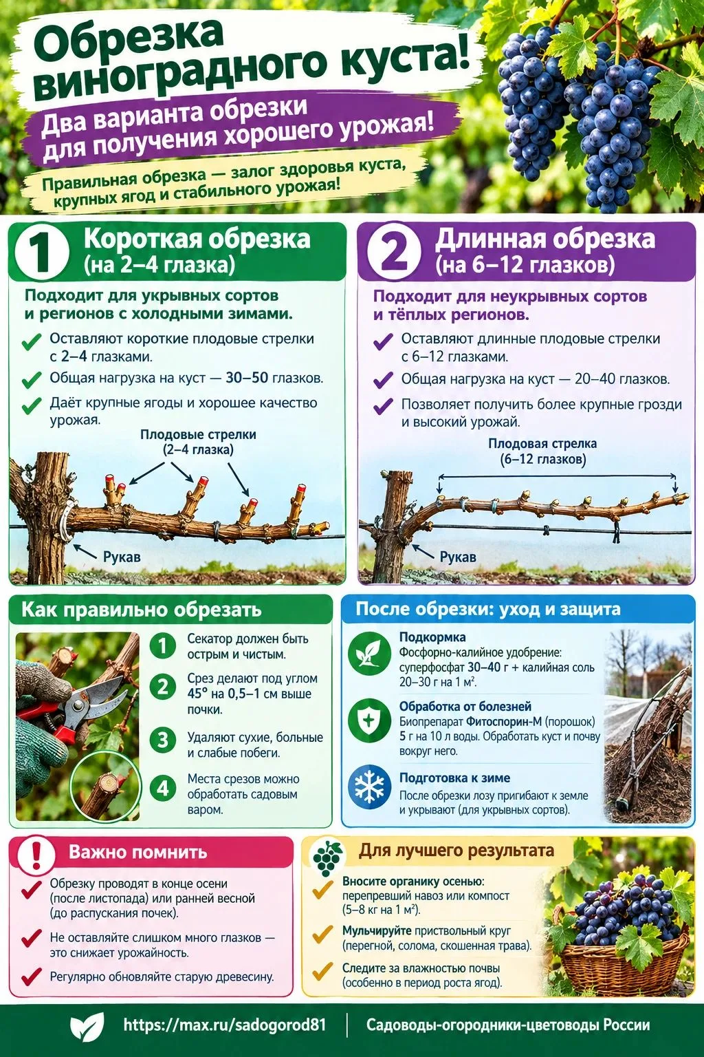 Обрезка виноградного куста! Два варианта обрезки для получения хорошего урожая!