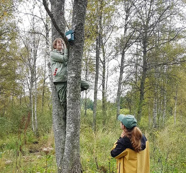 В нацпарке «Виштынецкий» запишут голоса благородных европейских оленей.