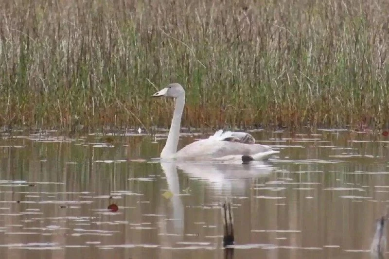 🦢 В Смоленском Поозерье остался больной лебедь‑кликун — он не может улететь на юг.