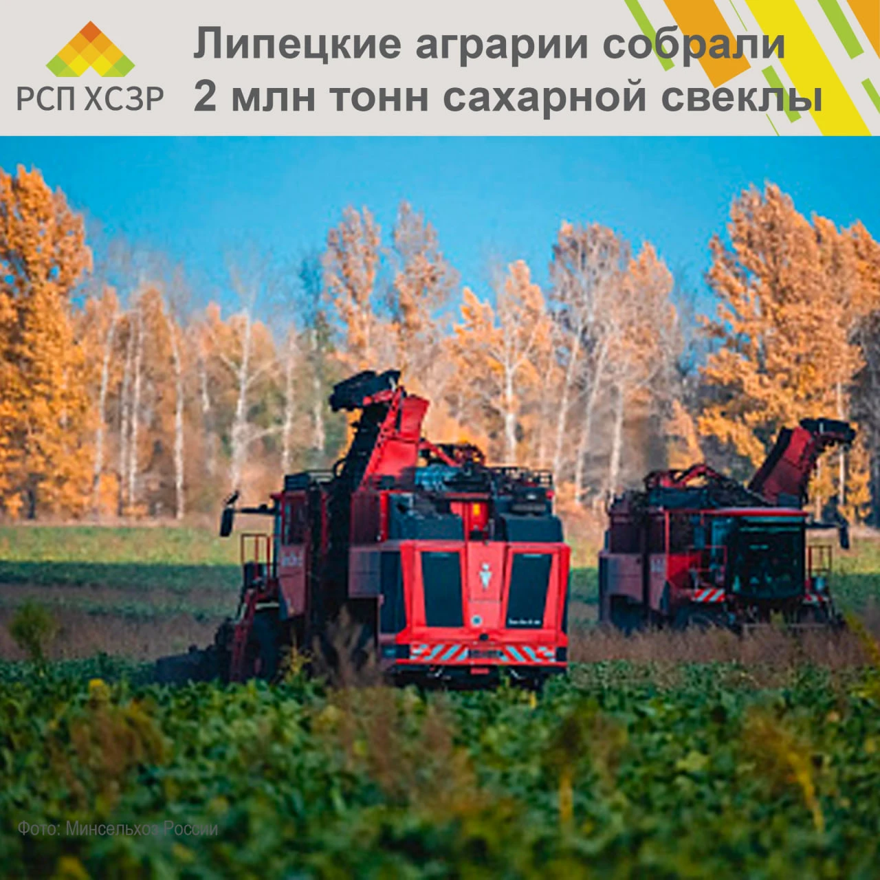 🌱 В Липецкой области собрали более двух миллионов тонн сахарной свеклы