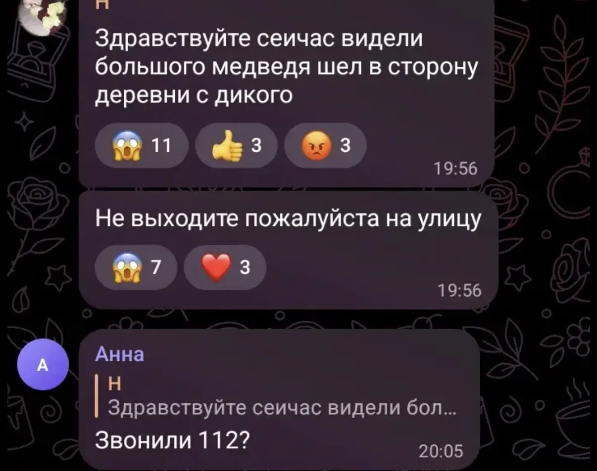🐻 Нам пишут: медведь держит в страхе жителей Гремячинска