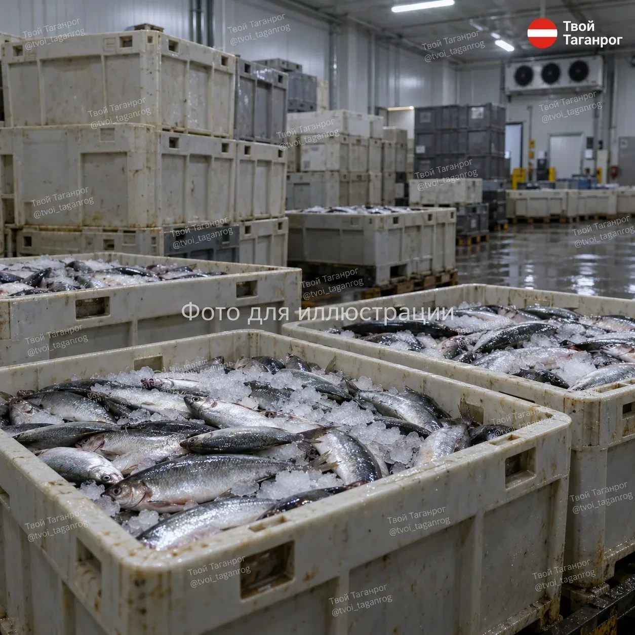 🐟 Тонны немаркированной рыбы обернулись условным сроком