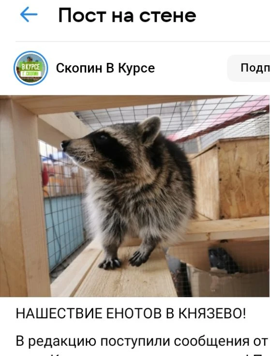 НАШЕСТВИЕ ЕНОТОВ В КНЯЗЕВО!