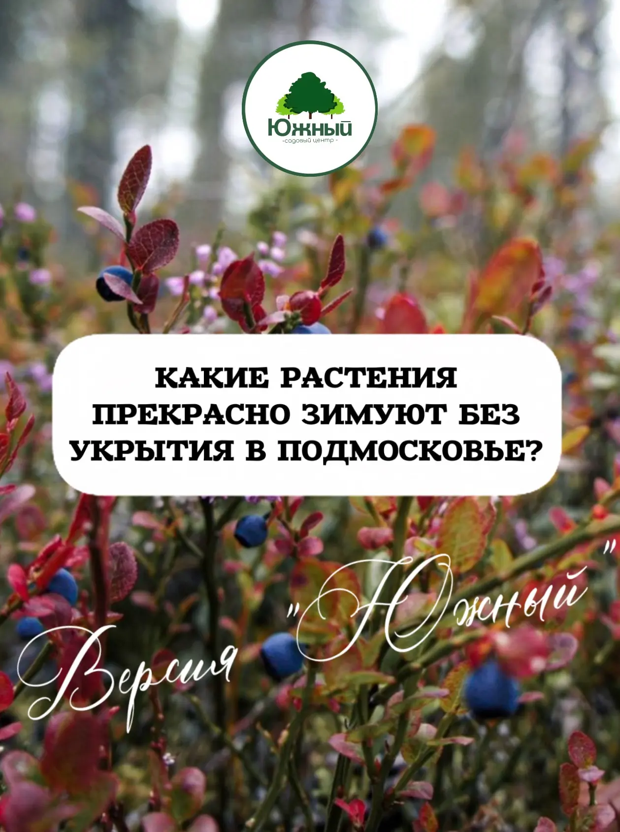 Что зимует без укрытия, а что лучше укутать? Подборка для Подмосковья: версия Южный ❄️🌿