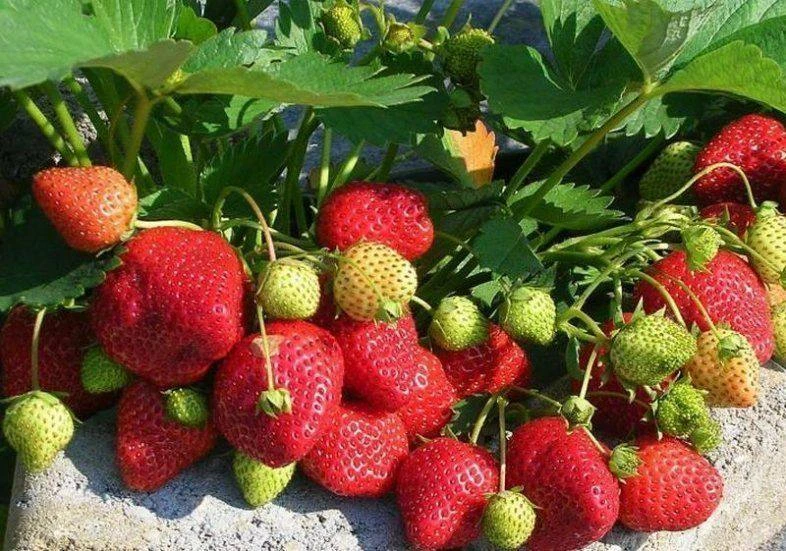 Клубника на окне зимой🍓