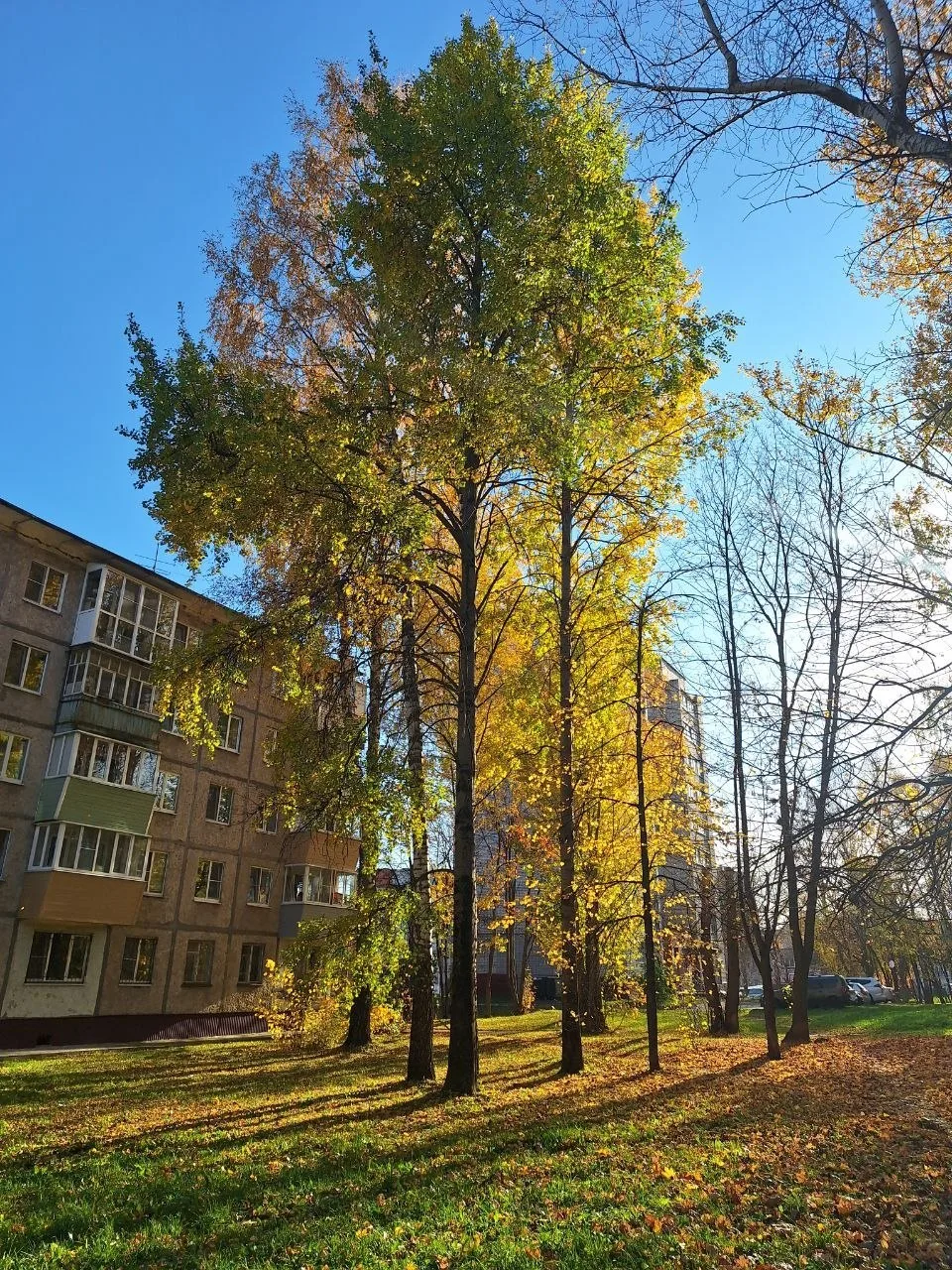 🍂🍁☀️ Вы когда-нибудь видели такую долгую "золотую осень"?