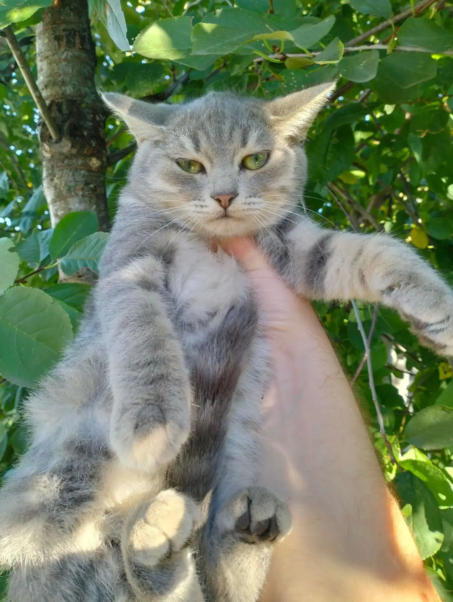 Отдам котенка, кошечку, 4 мес.