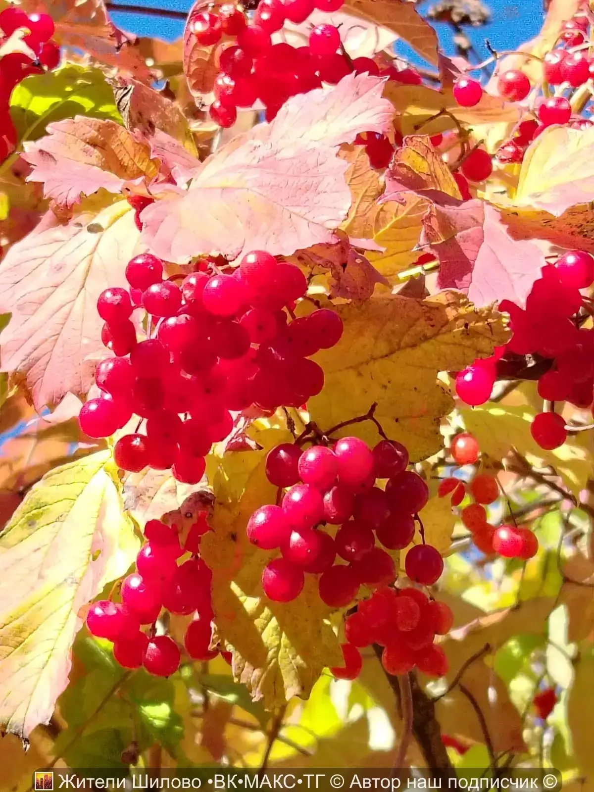Осень в Шилово — это не серость, а буйство красок! 🍁