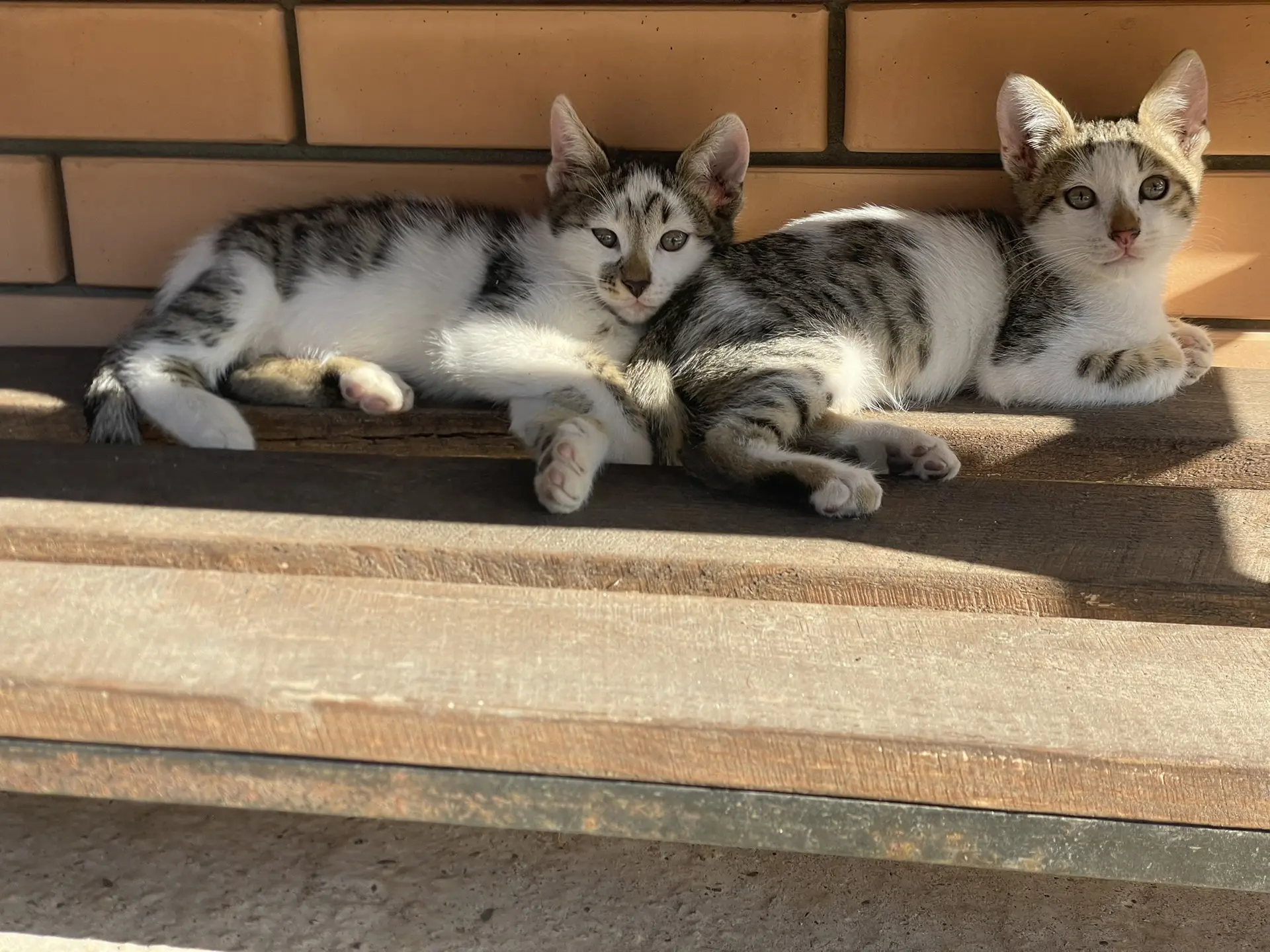 🏠 Отдам в добрые руки
