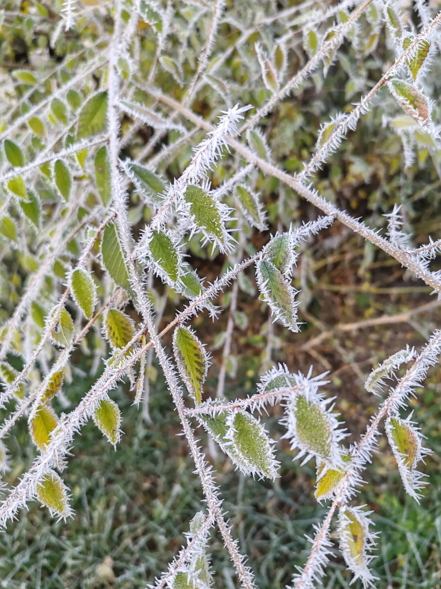 У нас морозец🥶 сегодня было - 4🙈