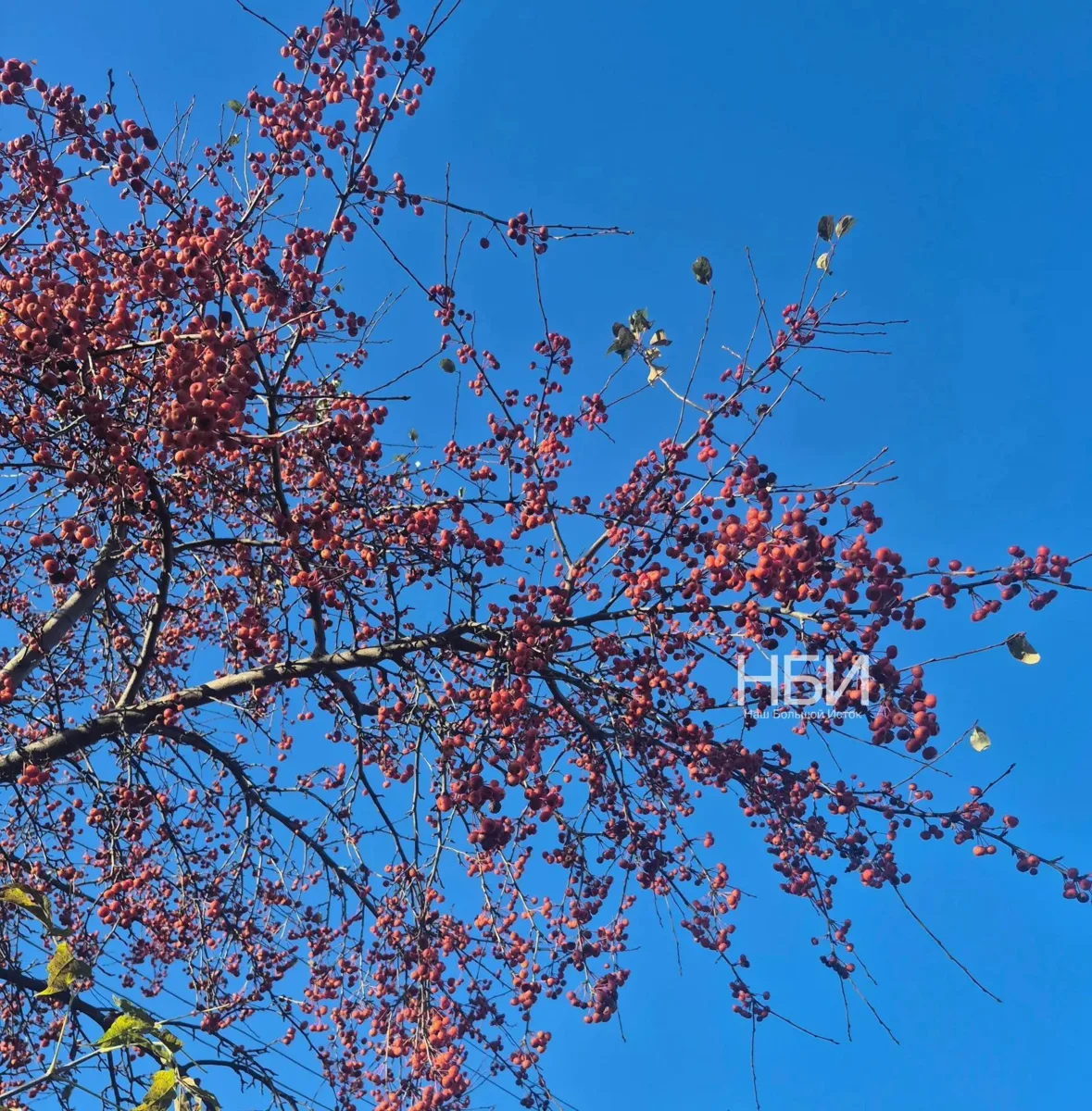 🍁 Ловим последние яркие краски осени в Большом Истоке!