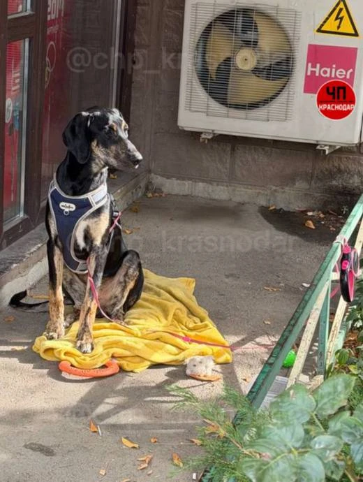 💔 Ещё одну брошенную собаку нашли привязанной в Краснодаре.