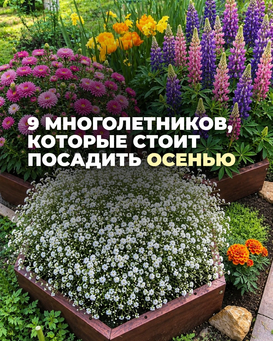 🌸 9 многолетников, которые стоит посадить осенью