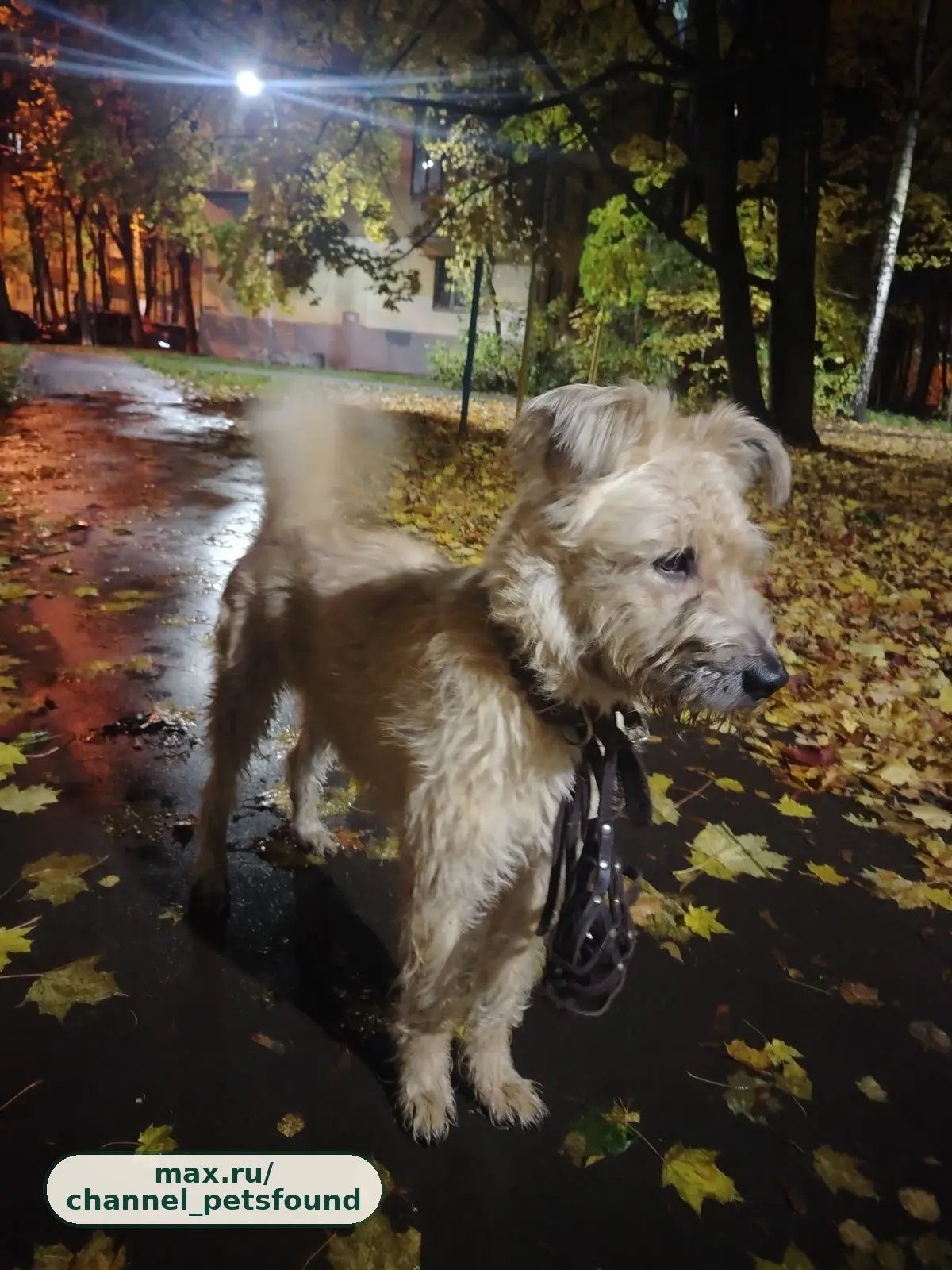 🐾 Найден питомец — Лобня