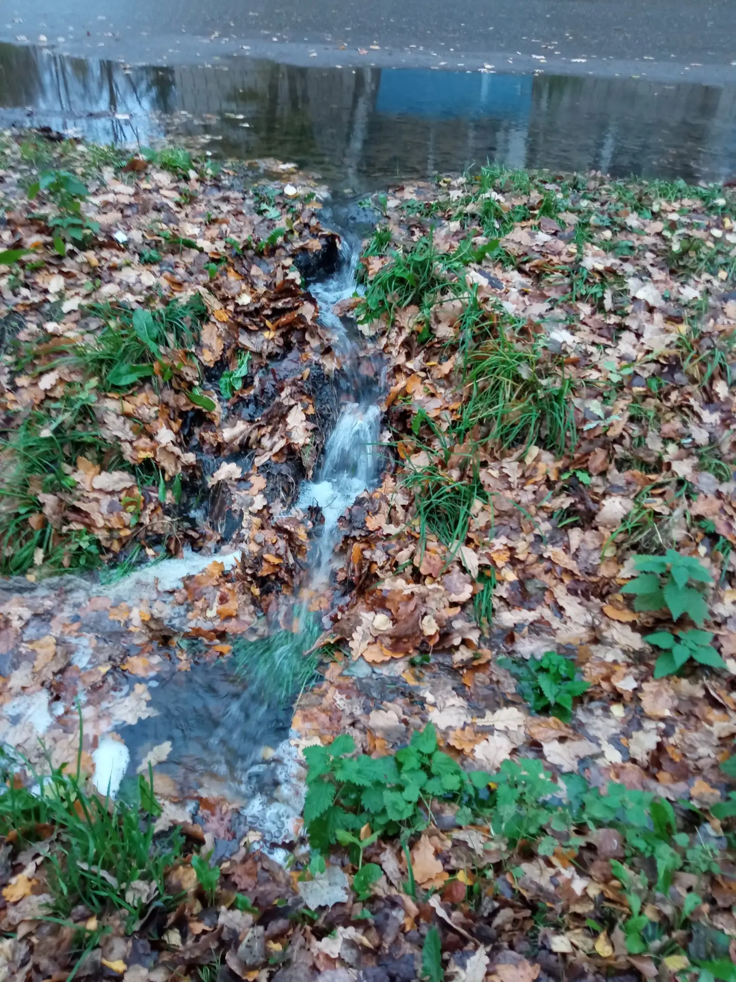 Постоянные прорывы водопровода на ул. И. Сусанина район котельной. С утра бегут ручьи.