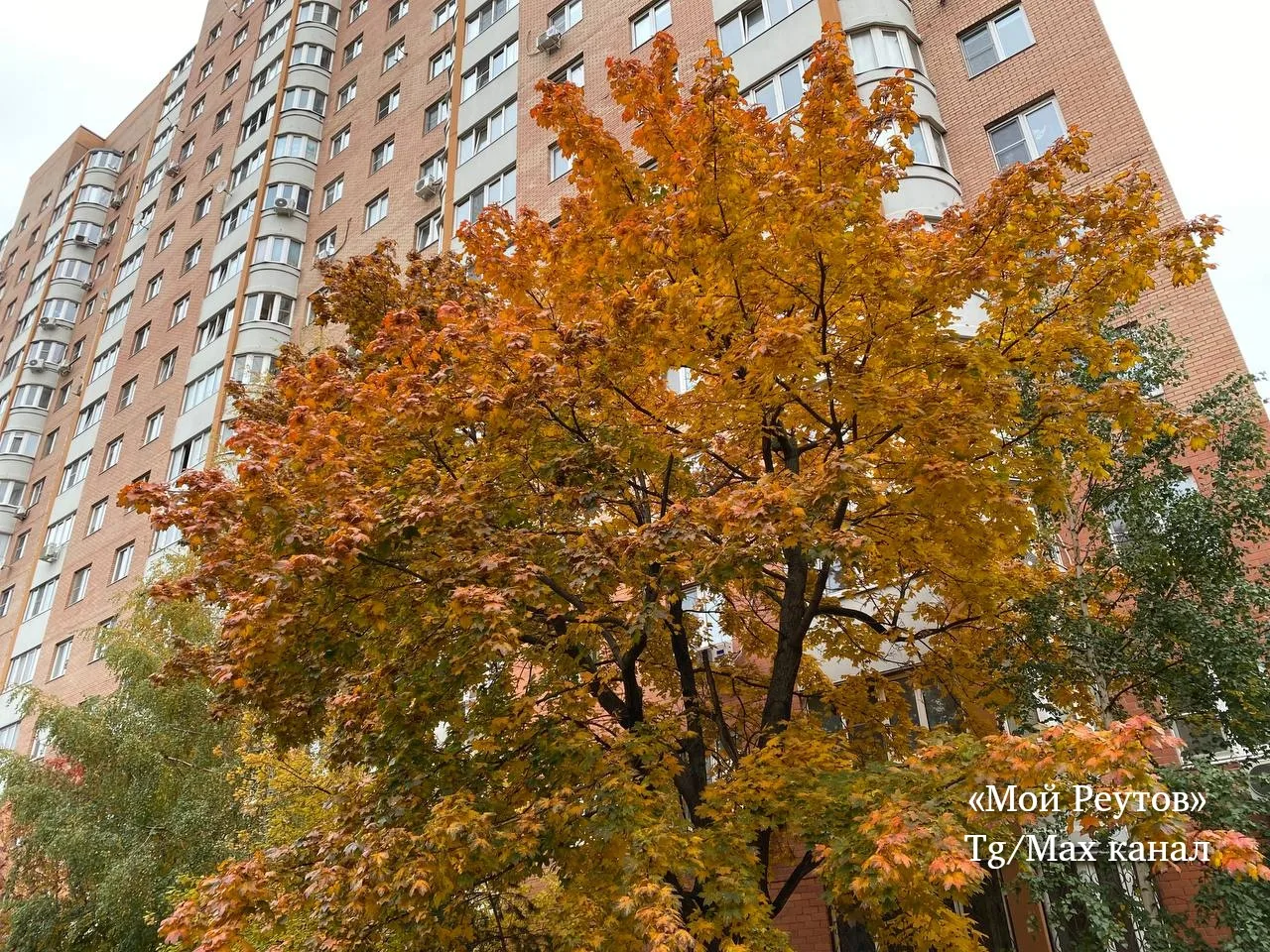 🍁 Осень в Реутове