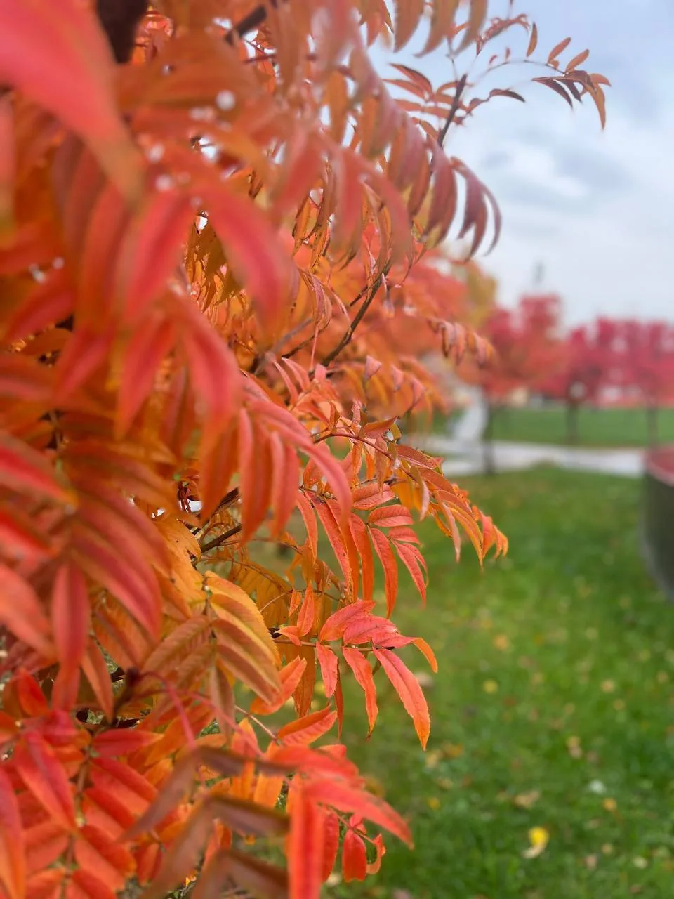 Осень в парках Долгопрудного 🍁