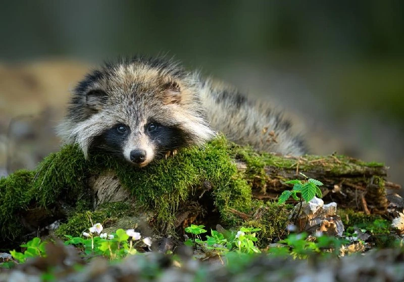 🦝 Реабилитацию диких животных смогут поддержать жители Петербурга и Ленобласти