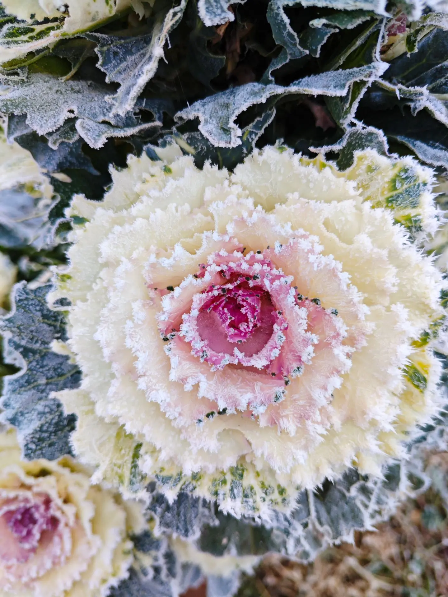 Доброе морозное утро❄