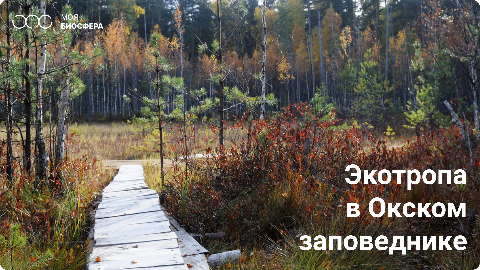 🌿 Где земля дышит под ногами