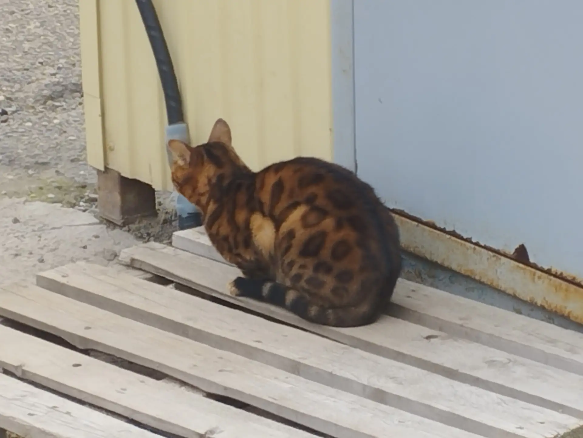 Чья кошка? Возле ранка