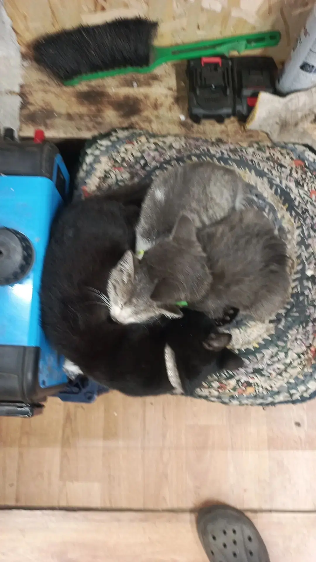 Спят усталые котята,мирно спят))