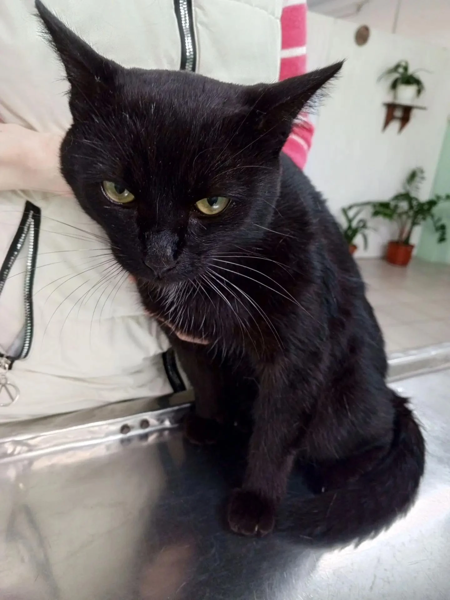 У Жорика, милого кота 2,5 лет, диагностировали панлейкопению (в народе — чумку).