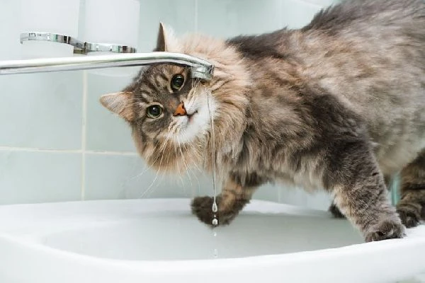 🐈 В Ульяновске кот залил водой квартиру хозяев и лишил их более 600 тыс. рублей