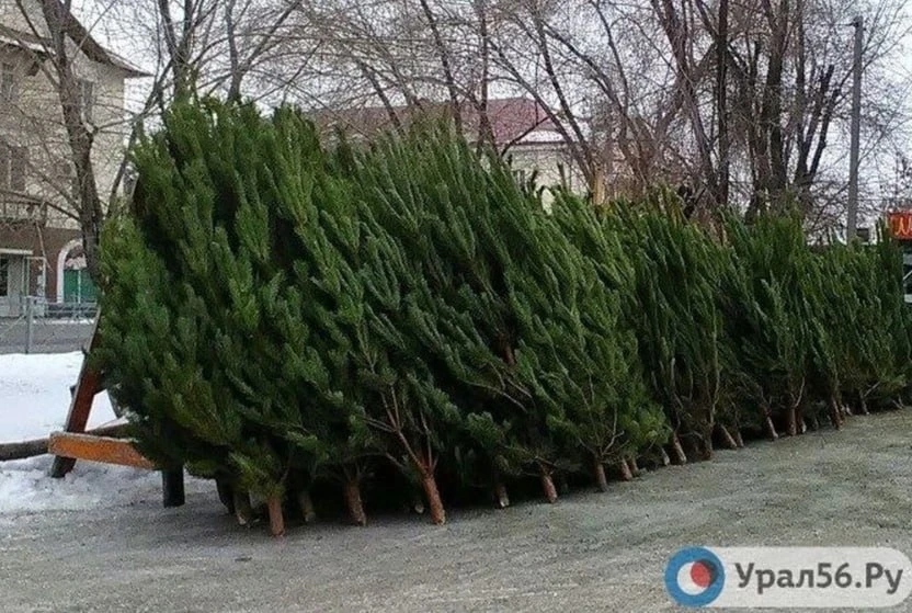 🌲 Где в этом году в Орске могут появиться елочные базары? Список адресов