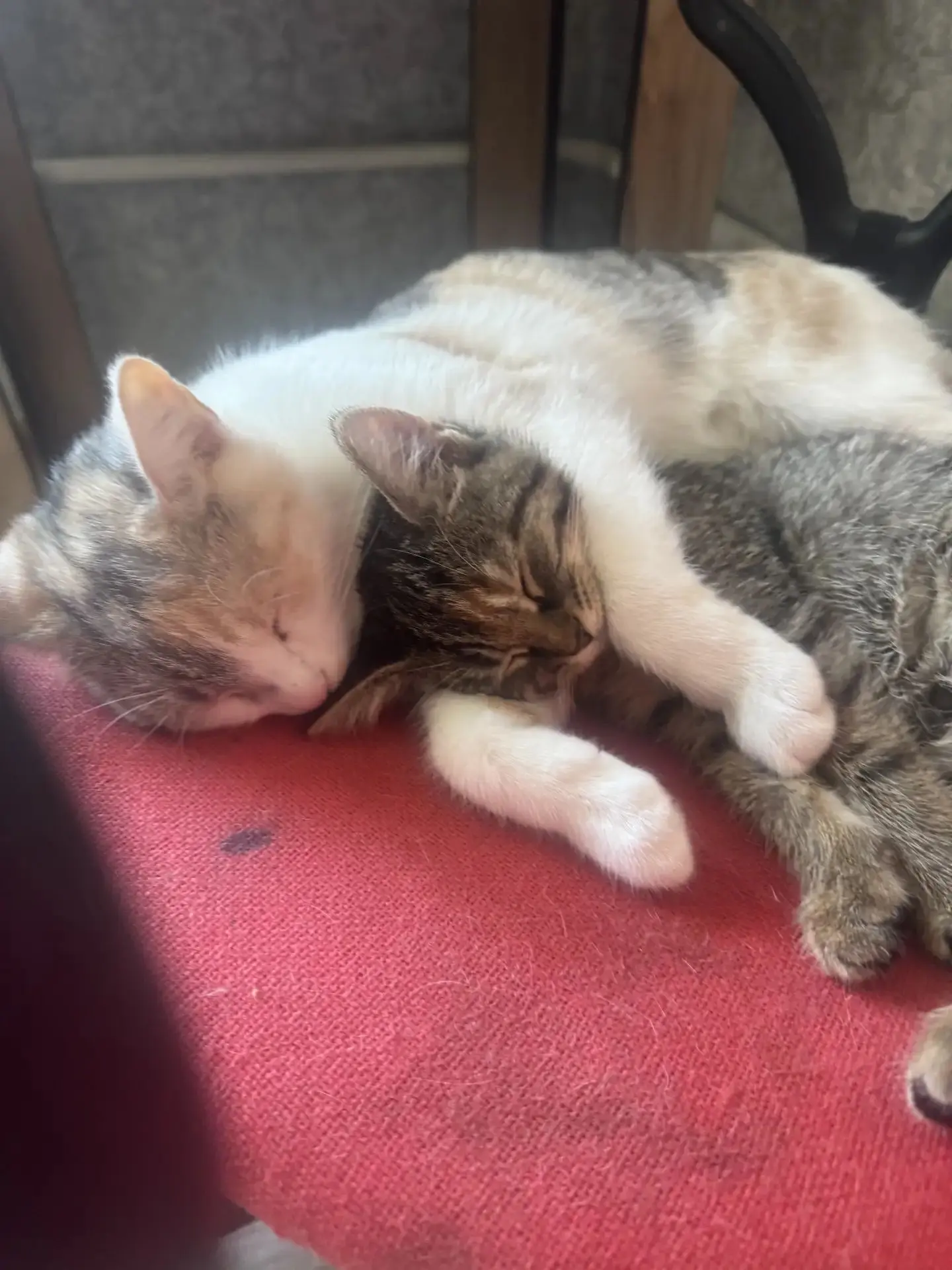 Малышки😍