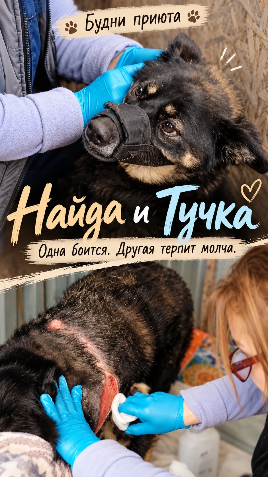 🐾 Друзья, небольшой эпизод из наших обычных приютских будней. Две собаки, две лечебные...