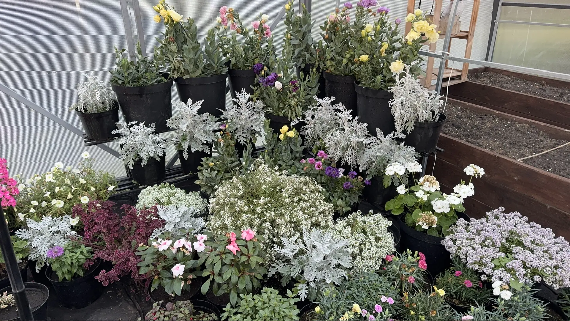 Закрытая клумба на сегодня🤩.