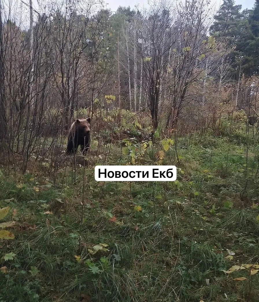 Медведя заметили недалеко от Екатеринбурга 🤯