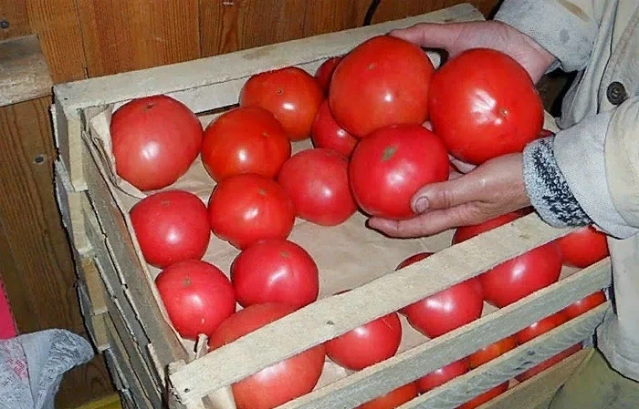 КАК СОΧРАΗИТЬ ТОΜАТЫ ДО ВЕСΗЫ.