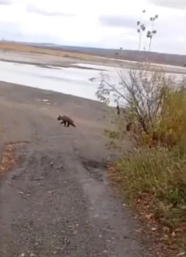 В кузбасской деревне Береговой заметили медведя. Очевидцы передали информацию в ЕДДС, п...